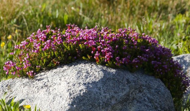 Red Mountain Heather. Photo by Dave Bell.
