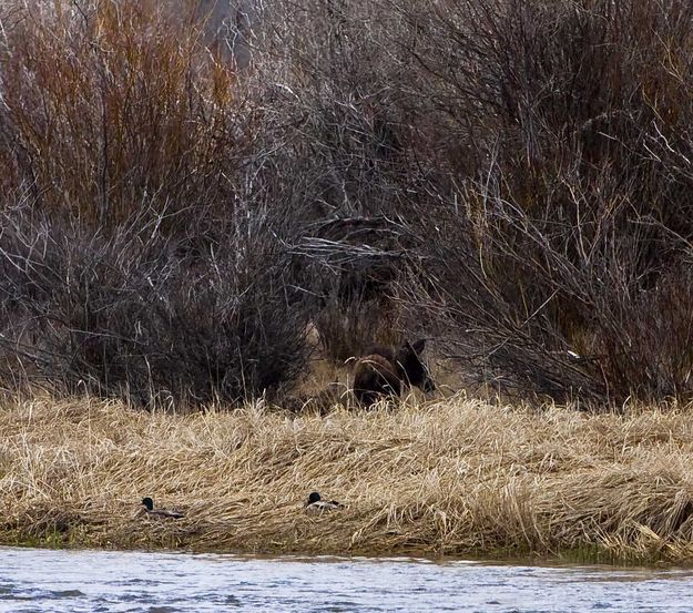 Moose And Ducks Along The Green. Photo by Dave Bell.