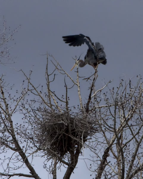 Not A Graceful Landing. Photo by Dave Bell.