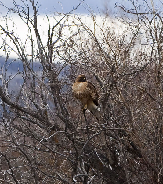 Red Tailed Hawk In The Bush. Photo by Dave Bell.