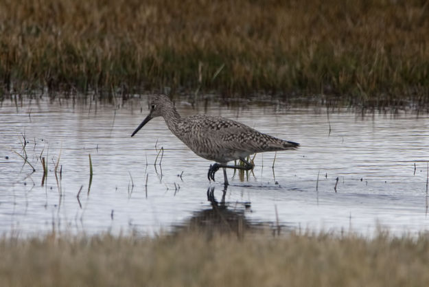 Sandpiper--But Not Sure!. Photo by Dave Bell.