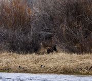 Moose And Ducks Along The Green. Photo by Dave Bell.