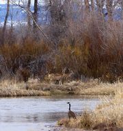 Deer And Geese On The Green. Photo by Dave Bell.