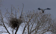 Landing In The Top Of A Tree. Photo by Dave Bell.