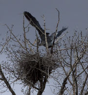 Great Blue Heron Landing. Photo by Dave Bell.