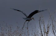 Anything But Graceful--Great Blue Heron. Photo by Dave Bell.