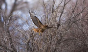 Red Tailed Hawk Lift-Off. Photo by Dave Bell.