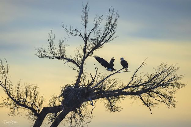 Landing. Photo by Dave Bell.
