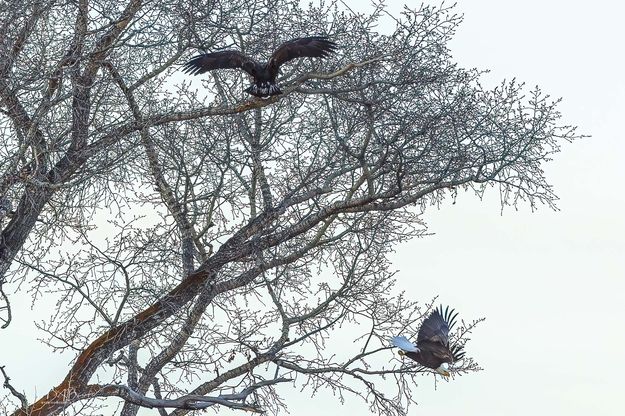 Trading Places. Photo by Dave Bell.