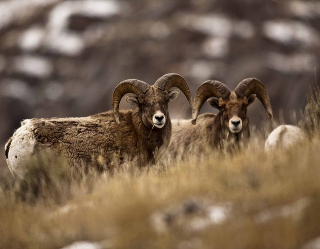 Two Old, Friendly Rivals. Photo by Dave Bell.