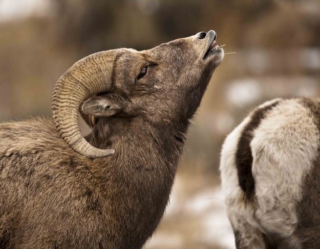 Oh Boy!. Photo by Dave Bell.