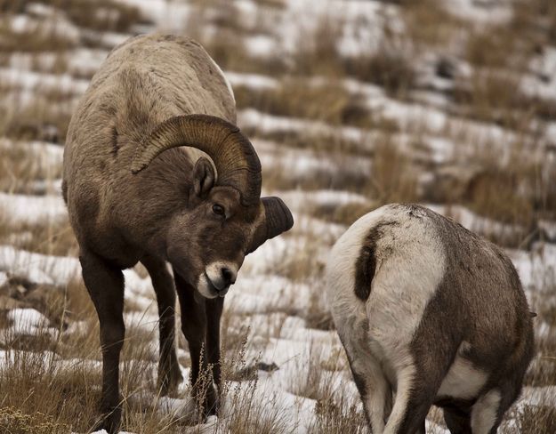 Still Picking Up The Scent!. Photo by Dave Bell.