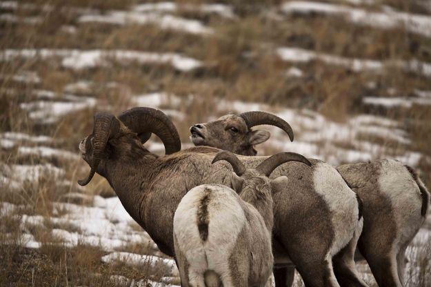 Four Bodies--Three Heads??. Photo by Dave Bell.