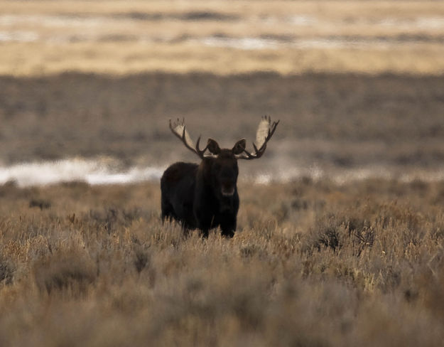 Whoa!  Big Fella. Photo by Dave Bell.