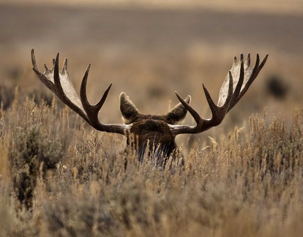 Lounging Bull. Photo by Dave Bell.