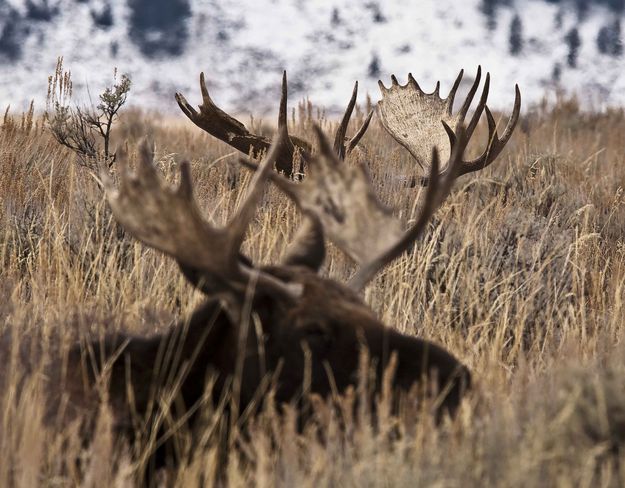 Two Bulls Layin!. Photo by Dave Bell.