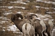 Four Bodies--Three Heads??. Photo by Dave Bell.