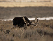 No Worries--Chow Time!. Photo by Dave Bell.