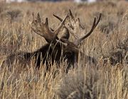 Moose In The Bush!. Photo by Dave Bell.