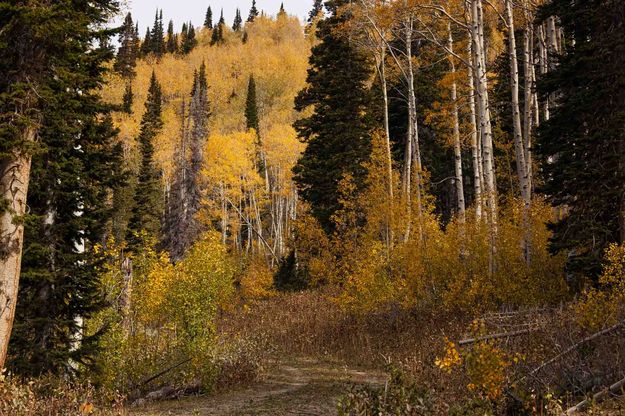 Mountain Road. Photo by Dave Bell.