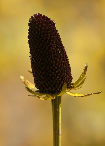 Seeds. Photo by Dave Bell.