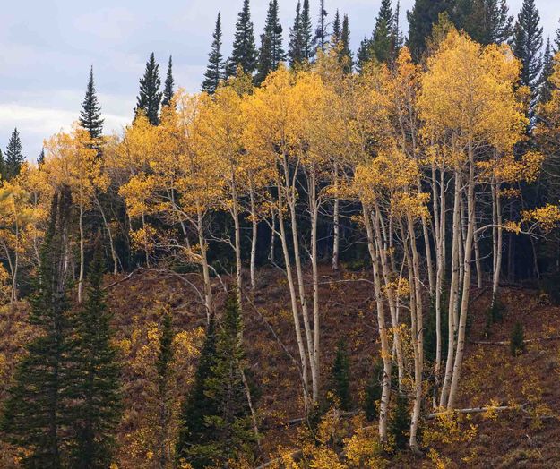 Fall Glory. Photo by Dave Bell.