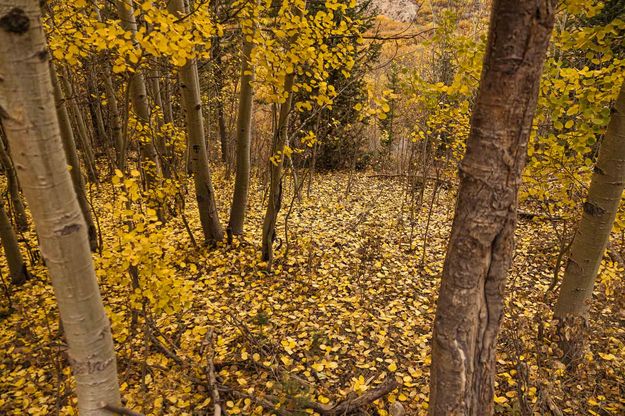 Golden Forest Floor. Photo by Dave Bell.