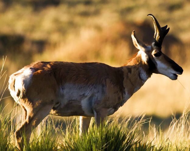 Pronghorn. Photo by Dave Bell.