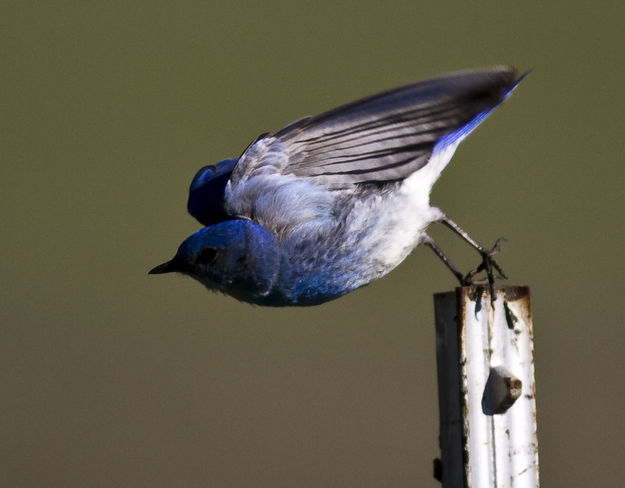 Ready-Set-Go!. Photo by Dave Bell.