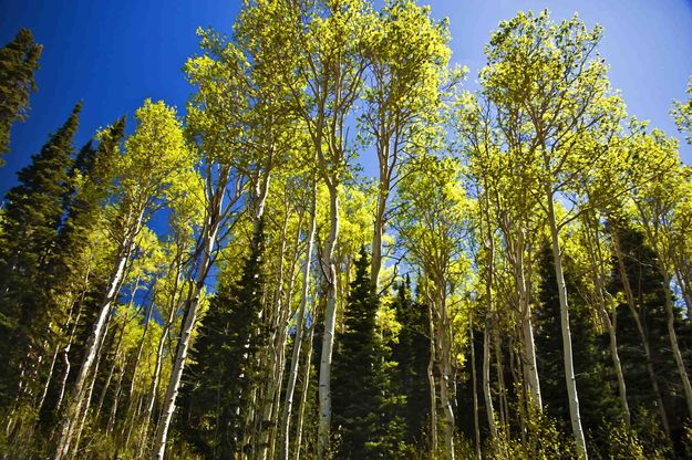 Aspen Stand. Photo by Dave Bell.