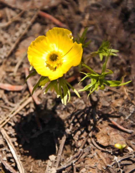 Yellow Buttercup. Photo by Dave Bell.