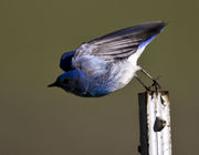 Ready-Set-Go!. Photo by Dave Bell.