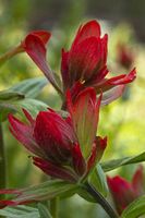 Indian Paintbrush. Photo by Dave Bell.