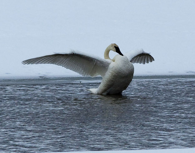 Trumpeter Swan. Photo by Dave Bell.