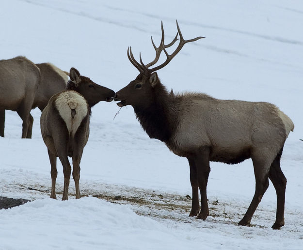 Just A Smooch. Photo by Dave Bell.