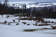 Elk Feed Ground. Photo by Dave Bell.