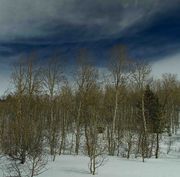 Aspens And Blue Sky. Photo by Dave Bell.