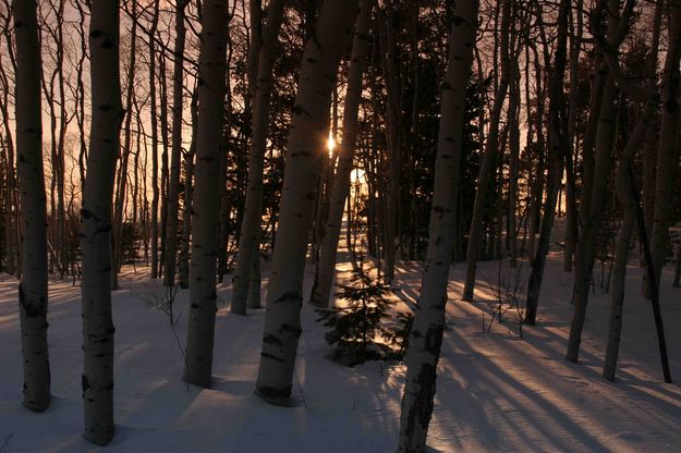 Late Afternoon Sun In Aspen Grove. Photo by Dave Bell.