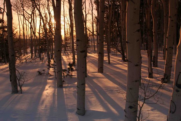 Aspen Shadows. Photo by Dave Bell.