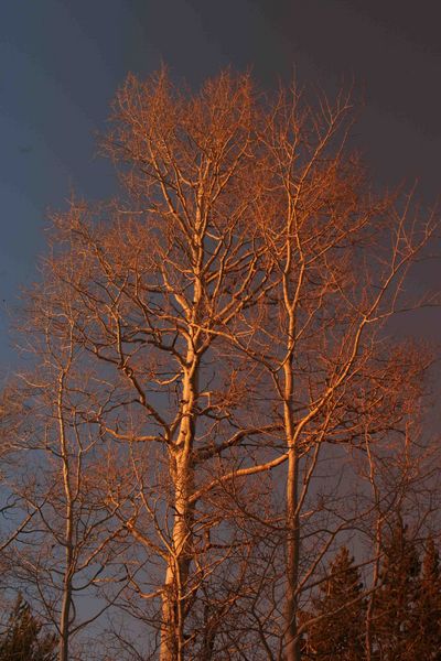 Aspen In Late Pink Light. Photo by Dave Bell.