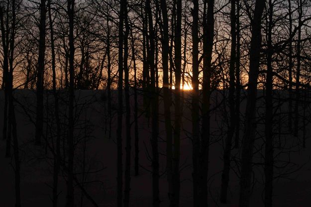 Dark Aspen Grove Silhouette. Photo by Dave Bell.