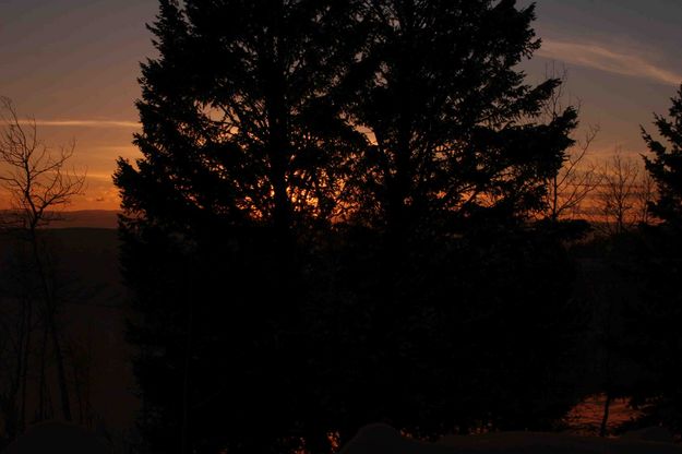 Silhouetted Pine At Sunset. Photo by Dave Bell.