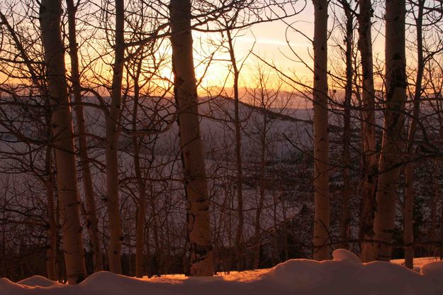 Aspen In Late Sun. Photo by Dave Bell.