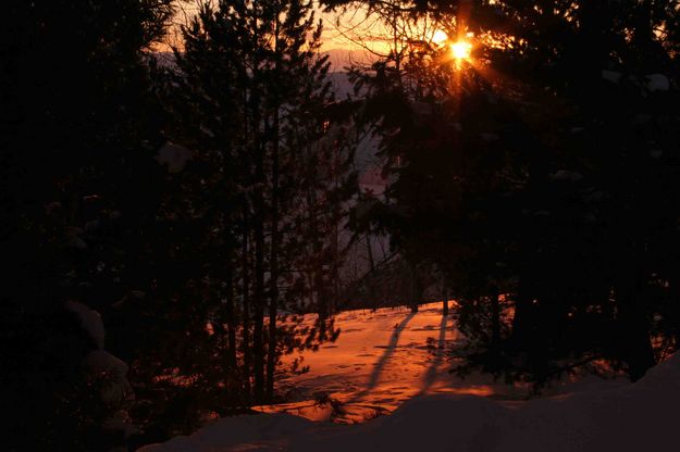 Sunset Through Pines. Photo by Dave Bell.