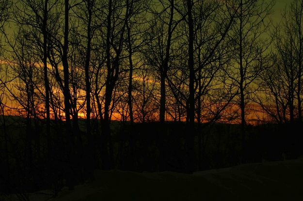 Aspen Silhouette. Photo by Dave Bell.