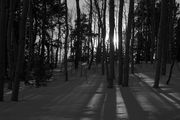 Aspen Shadows In Black and White. Photo by Dave Bell.