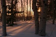 Snowy Aspen Forest. Photo by Dave Bell.