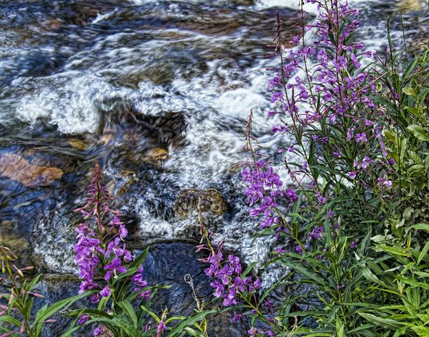 Stream Bank. Photo by Dave Bell.