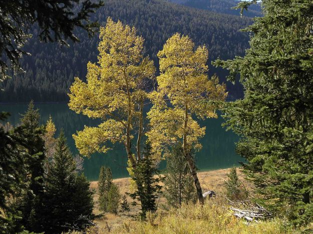 Aspen and Lower Green River Lake. Photo by Dave Bell.