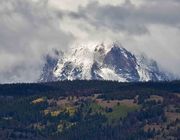 White Fremont. Photo by Dave Bell.